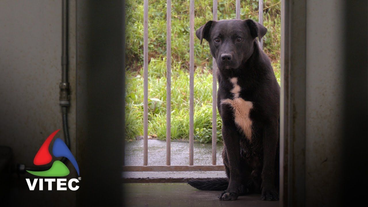 Associação Recomeço pede mais apoios e voluntários para apoiar cães e gatos na Terceira